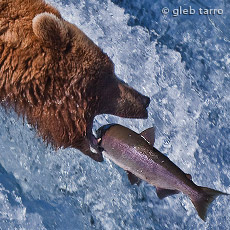 World Photo Travels | PhotoTours | Photosafaris in North America and Around the World | ФотоТуры | Фотосафари | Фотопутешествия по Северной Америке и Миру | Mike Reyfman Photography | WPT 