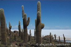 Chile-Bolivia-2011