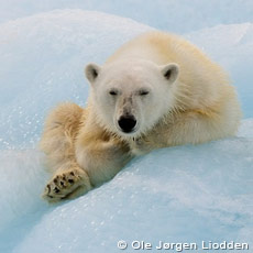 Svalbard