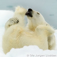 Svalbard