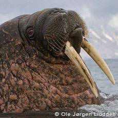 Svalbard