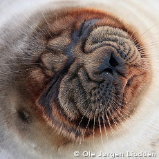 Svalbard