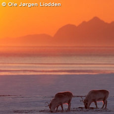 Svalbard