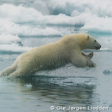 Svalbard