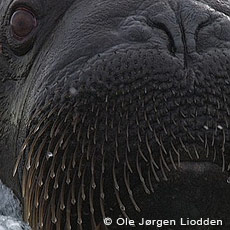 Svalbard