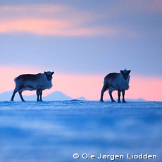 Svalbard