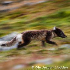 Svalbard
