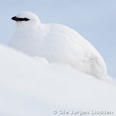 Svalbard