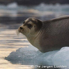 Svalbard