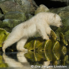 Svalbard
