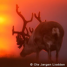 Svalbard