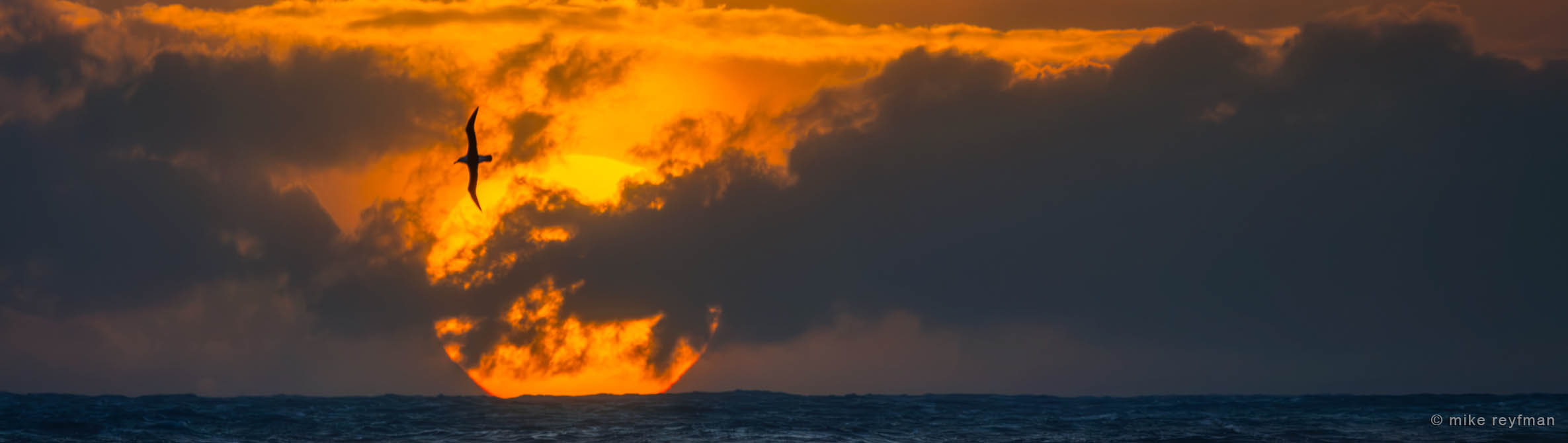 Wandering Albatross and Setting Sun